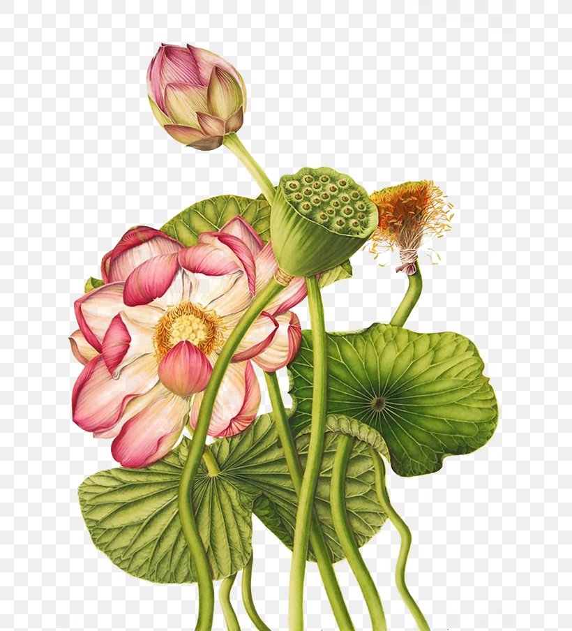 Nelumbo Nucifera Egyptian Lotus Exotic Botany Botanical Illustration, PNG, 658x904px, Nelumbo Nucifera, Annual Plant, Aquatic Plant, Botanical Illustration, Botanical Illustrator Download Free