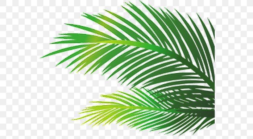 Palm Trees Leaf Image Öykü Berkan, PNG, 572x450px, Palm Trees, Arecales, Branch, Date Palm, Elaeis Download Free
