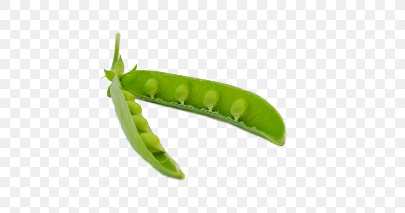 Snow Pea Icon, PNG, 650x433px, Snow Pea, Caterpillar, Fruit, Insect, Invertebrate Download Free
