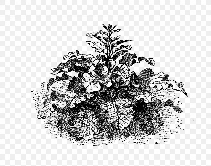 Wildflower Botany Clip Art, PNG, 1600x1259px, Wildflower, Antique, Black And White, Botany, Conifer Download Free