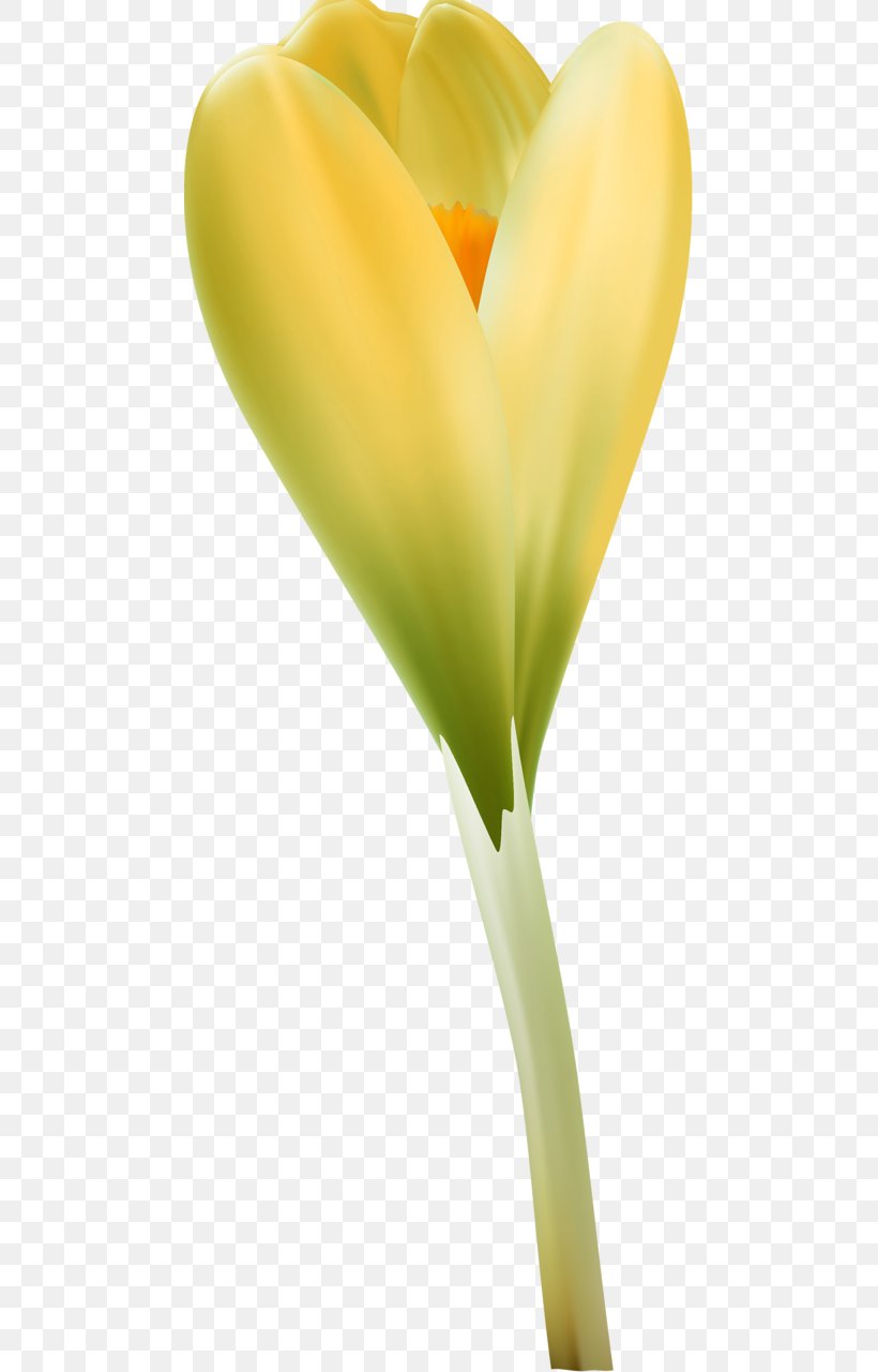 Close-up Arum Lilies, PNG, 476x1280px, Closeup, Arum, Arum Lilies, Close Up, Flower Download Free