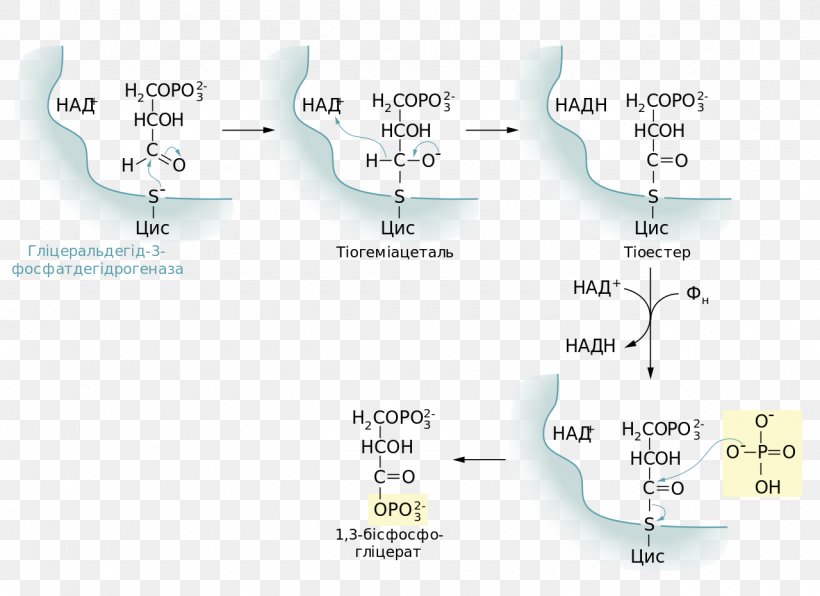 Glycolysis Oksidacija Glucose Anaerobic Respiration Anaerobic Organism, PNG, 1280x931px, Glycolysis, Aerobic Organism, Anaerobic Organism, Anaerobic Respiration, Diagram Download Free