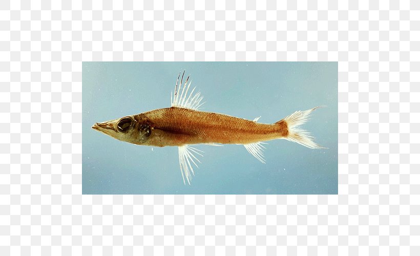 Bony Fishes Marine Biology Fauna, PNG, 500x500px, Bony Fishes, Biology, Bony Fish, Fauna, Fin Download Free
