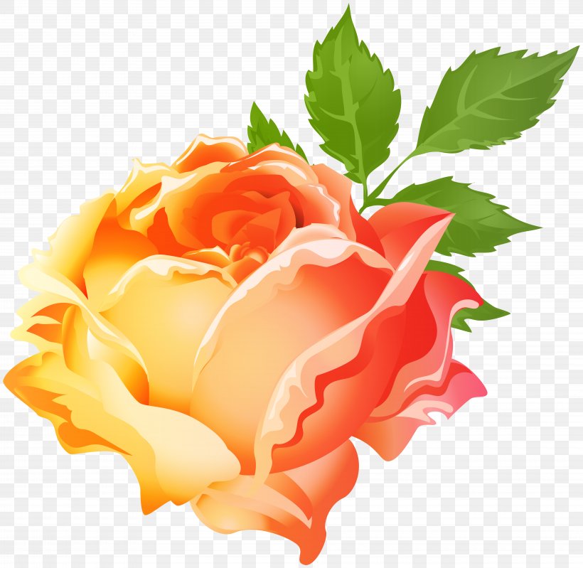Clip Art Image Garden Roses Orange, PNG, 8000x7801px, Garden Roses, Blue Rose, Cabbage Rose, Color, Floribunda Download Free