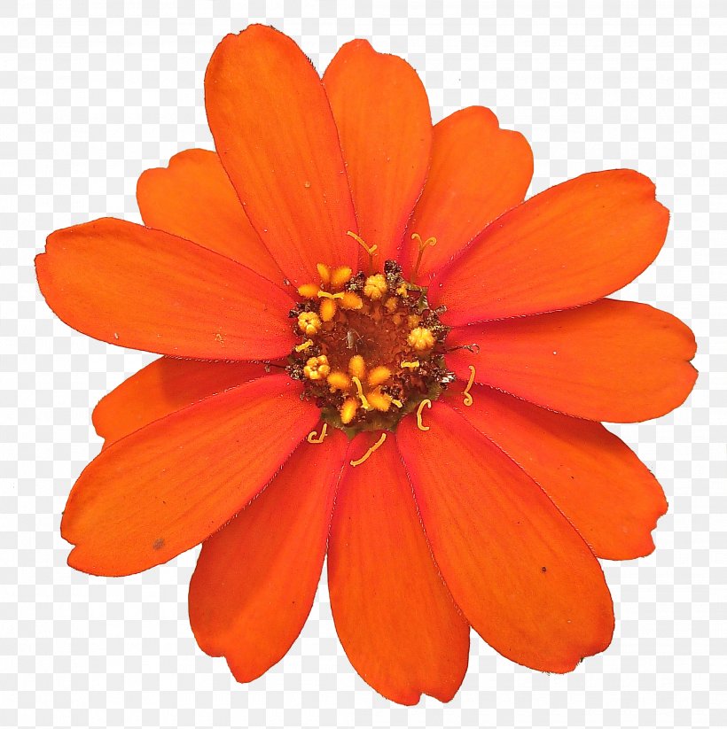 Flower Marigold Desktop Wallpaper, PNG, 2115x2123px, Flower, Annual Plant, Calendula, Daisy Family, Digital Scrapbooking Download Free