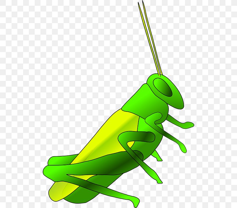 Grasshopper Cricket Clip Art, PNG, 524x720px, Grasshopper, Amphibian, Art, Cricket, Cricket Like Insect Download Free