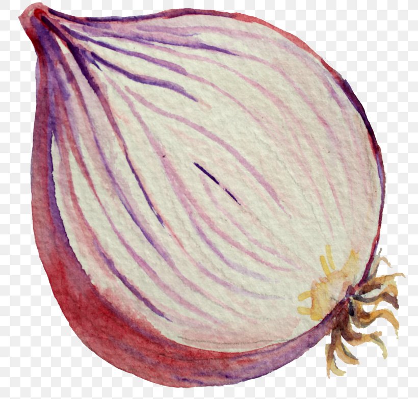 Red Onion Commodity, PNG, 800x783px, Red Onion, Commodity, Onion, Plant, Vegetable Download Free