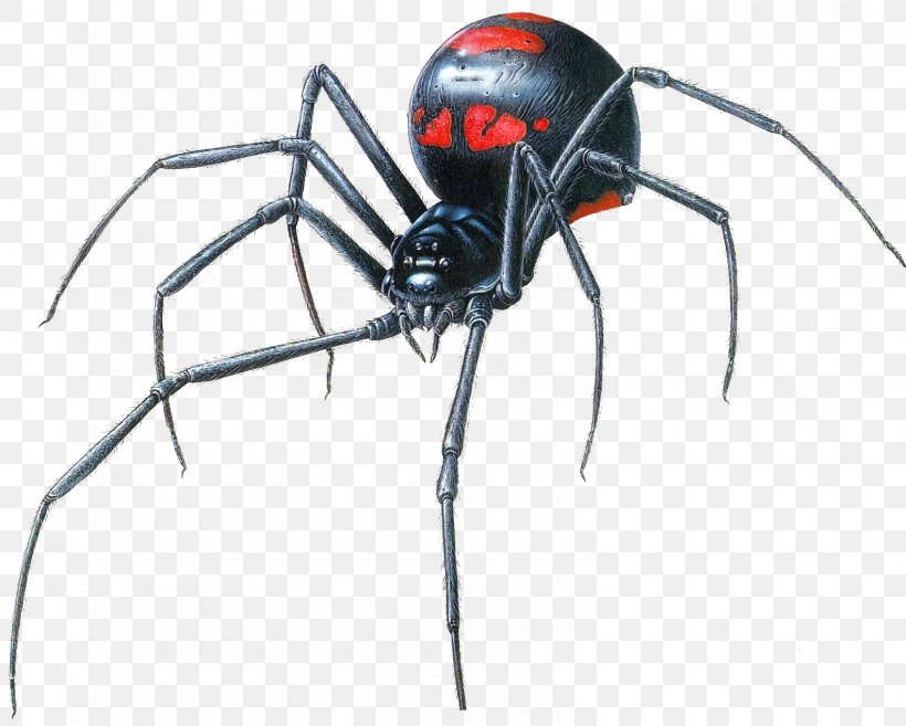 Southern Black Widow Spider Drawing Brown Widow Clip Art, PNG, 1584x1271px, Spider, Arachnid, Art, Arthropod, Black Widow Download Free