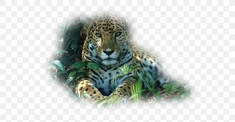 Tiger Snow Leopard Jaguar Felidae, PNG, 600x426px, Watercolor, Cartoon, Flower, Frame, Heart Download Free