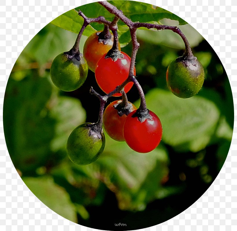 Tomato Rose Hip Zante Currant STXEA NR EUR Cherry, PNG, 800x800px, Tomato, Berry, Cherry, Currant, Fruit Download Free