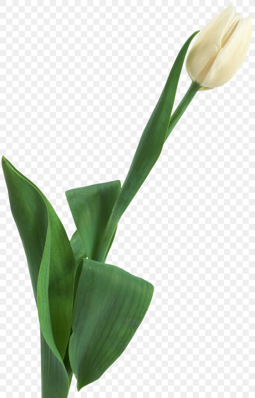 Tulip Cut Flowers Plant Stem, PNG, 811x1280px, Tulip, Arum, Bud, Cut Flowers, Email Download Free
