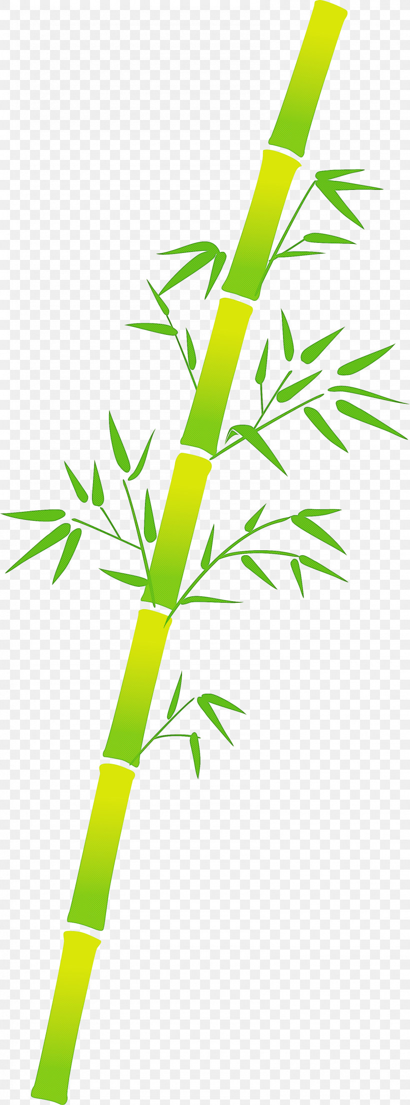 Bamboo Leaf, PNG, 1586x4277px, Bamboo, Flower, Grass, Grass Family, Green Download Free