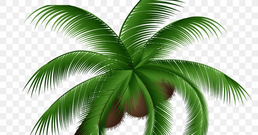 Coconut Tree Cartoon, PNG, 1200x630px, Palm Trees, Arecales, Attalea Speciosa, Coconut, Coconut Water Download Free