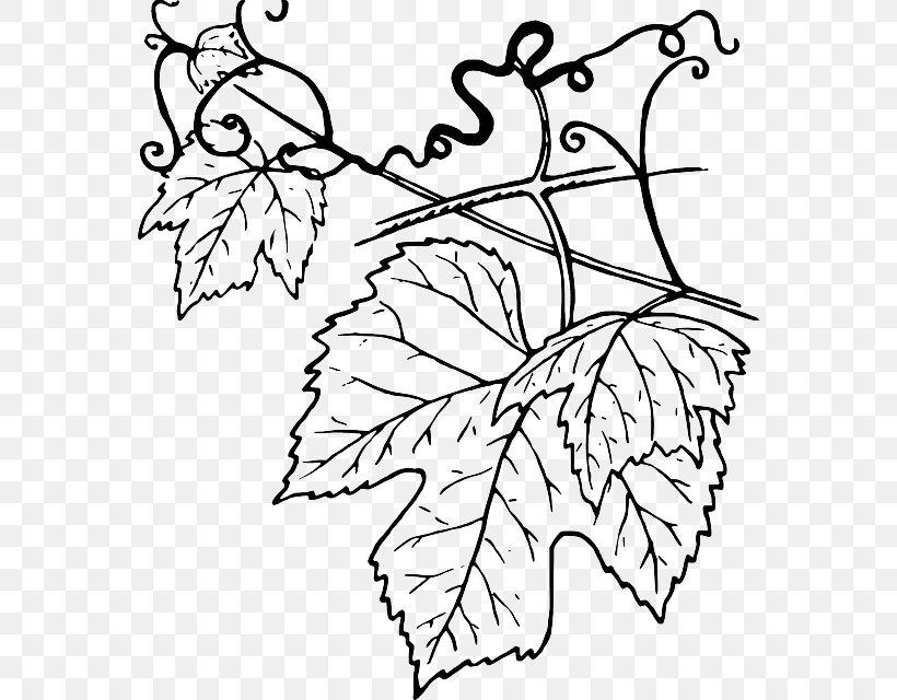 Common Grape Vine Grape Leaves Clip Art, PNG, 568x640px, Common Grape Vine, Art, Black And White, Branch, Drawing Download Free