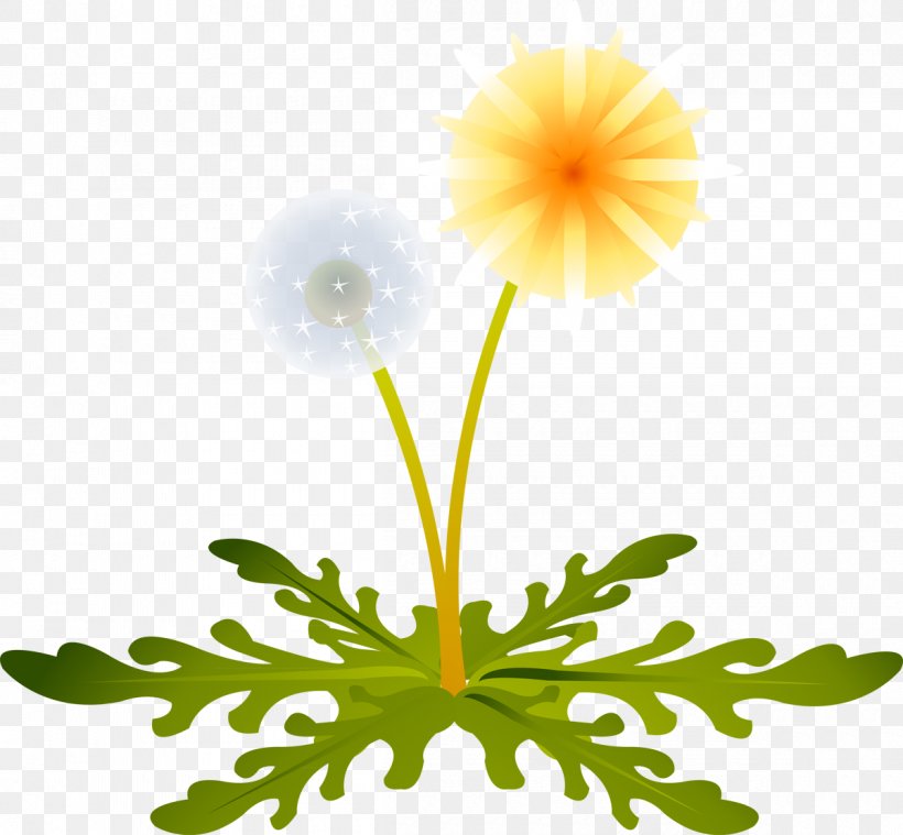 Dandelion LiveInternet Clip Art, PNG, 1200x1111px, Dandelion, Chrysanthemum, Chrysanths, Daisy Family, Flora Download Free