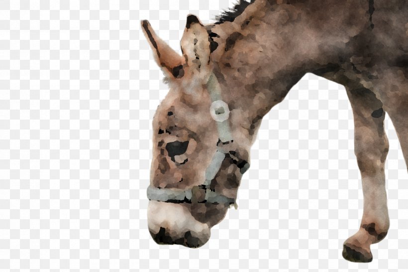 Head Snout Burro Horse Wildlife, PNG, 2448x1632px, Head, Burro, Foal, Horse, Jaw Download Free