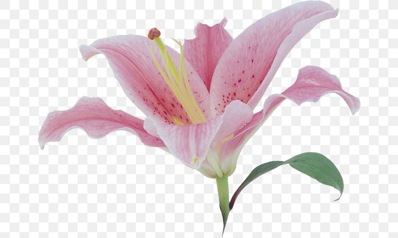 Lilium Flower Clip Art, PNG, 666x492px, Lilium, Alstroemeriaceae, Archive File, Computer Software, Cut Flowers Download Free