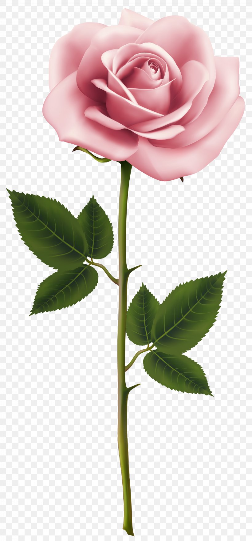 Rose Pink Flower Clip Art, PNG, 3265x7000px, Rose, Bud, Close Up, Cut Flowers, Drawing Download Free