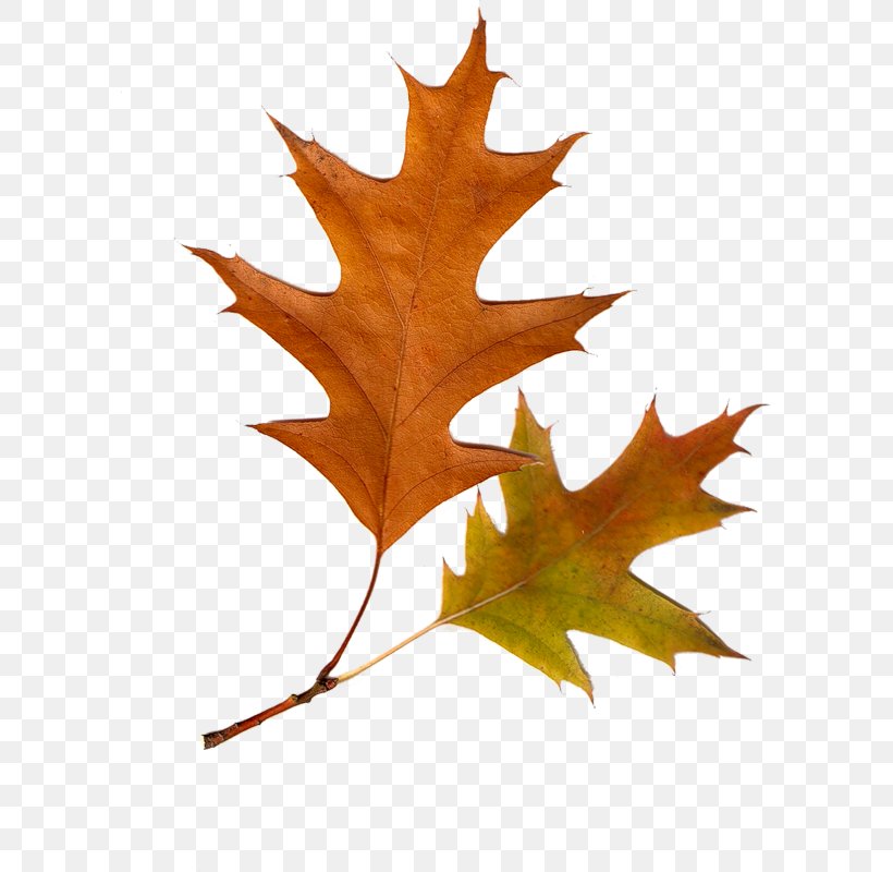 Clip Art Leaf Tree Autumn Deciduous, PNG, 598x800px, Leaf, Autumn, Autumn Leaf Color, Branch, Deciduous Download Free