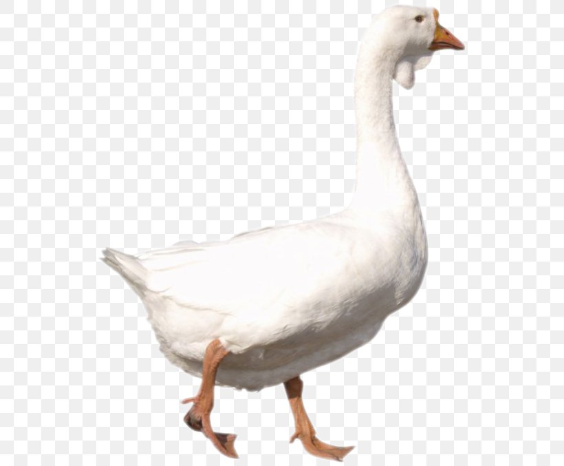 Goose Duck, PNG, 543x677px, Goose, Beak, Bird, Duck, Ducks Geese And Swans Download Free