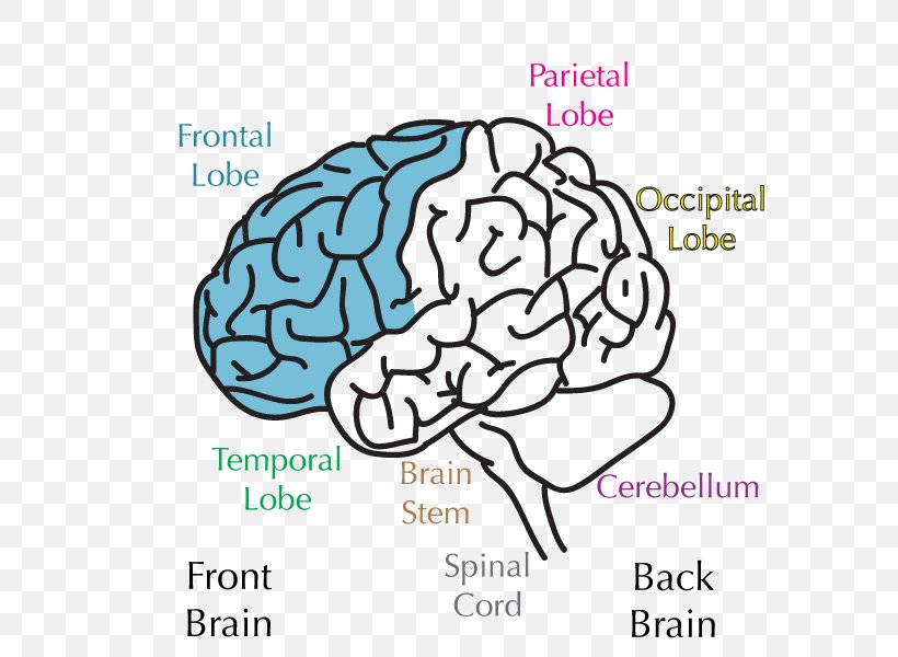 Lobes Of The Brain Frontal Lobe Temporal Lobe Parietal Lobe, PNG, 600x600px, Watercolor, Cartoon, Flower, Frame, Heart Download Free
