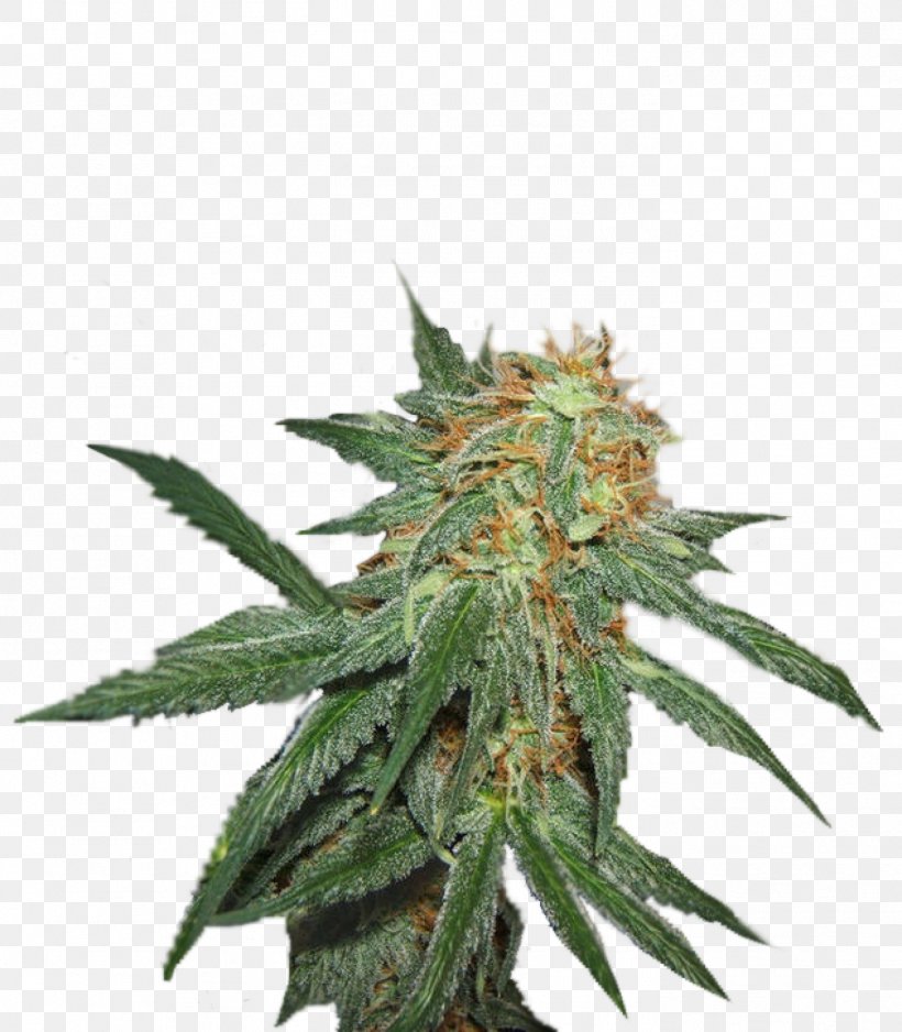 Seed Marijuana Cultivar Blossom Crop Yield, PNG, 1398x1600px, Seed, Aptitude, Blossom, Brainstorm, Cannabis Download Free