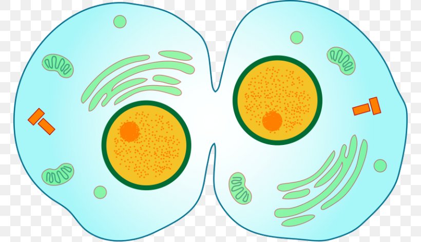 Mitosis Cytokinesis Cell Division Prophase, PNG, 768x471px, Mitosis, Anaphase, Area, Cell, Cell Cycle Download Free