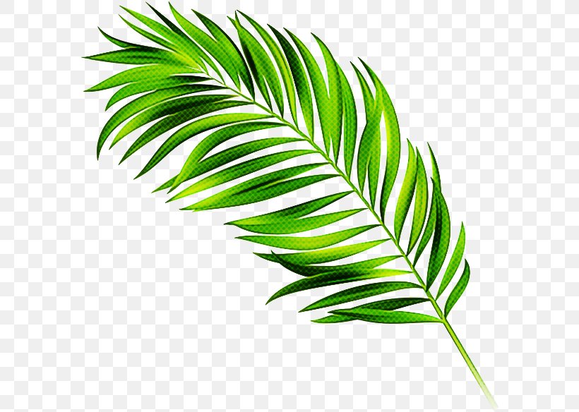 Palm Tree Silhouette, PNG, 600x584px, Palm Trees, Banana Leaf, Coconut, Drawing, Esalen Institute Download Free