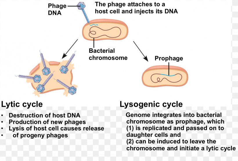 Product Design Lytic Cycle Lysogenic Cycle Line, PNG, 1445x979px, Lytic Cycle, Area, Diagram, Lysogenic Cycle, Organism Download Free