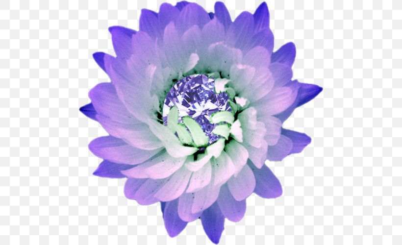 Sea Anemone Violet Tanzanite Book, PNG, 500x500px, Anemone, Book, Chrysanthemum, Chrysanths, Flower Download Free