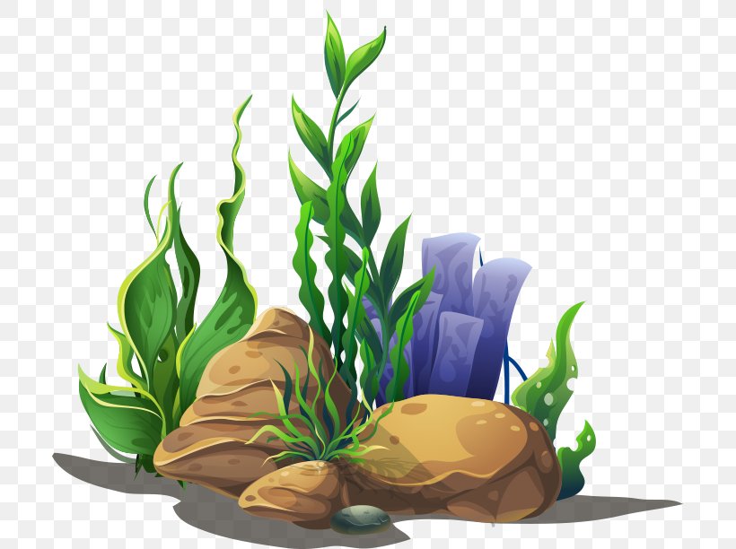 Seagrass Algae Aquatic Plants, PNG, 703x612px, Seagrass, Algae, Aquarium, Aquarium Decor, Aquatic Plants Download Free