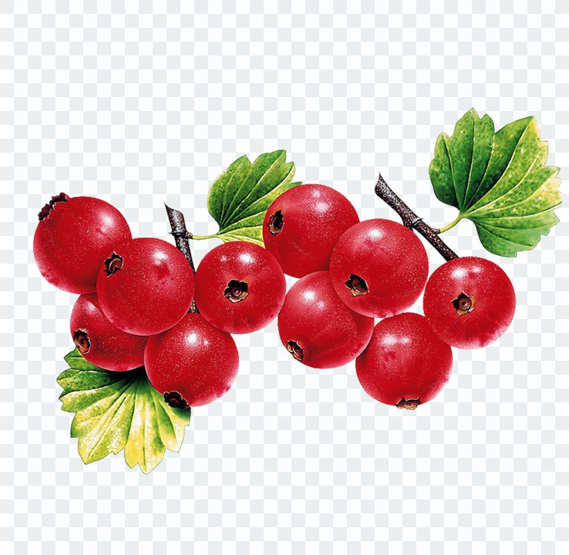 Berry Fruit Leaf Vegetable Illustration, PNG, 800x800px, Berry, Branch, Cherry, Cranberry, Currant Download Free