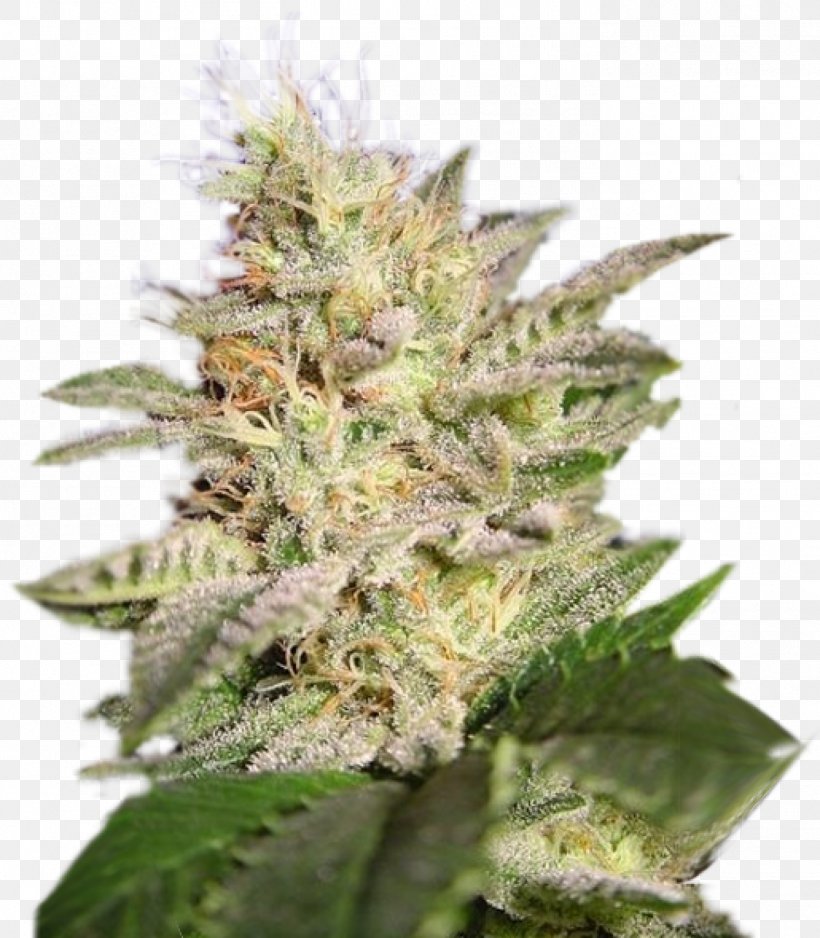 Cannabis Cup Kush Cannabis Cultivation Cannabis Sativa, PNG, 1398x1600px, Cannabis, Cannabis Cultivation, Cannabis Cup, Cannabis Sativa, Grow Shop Download Free