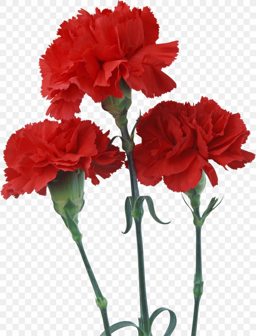 Carnation Birth Flower Red Seed, PNG, 972x1280px, Carnation, Annual Plant, Artificial Flower, Birth Flower, Color Download Free