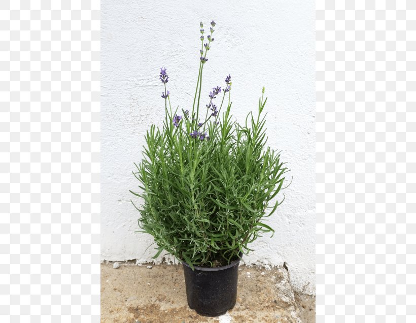 English Lavender French Lavender Herb Violet, PNG, 560x636px, English Lavender, Flower, Flowering Plant, Flowerpot, French Lavender Download Free