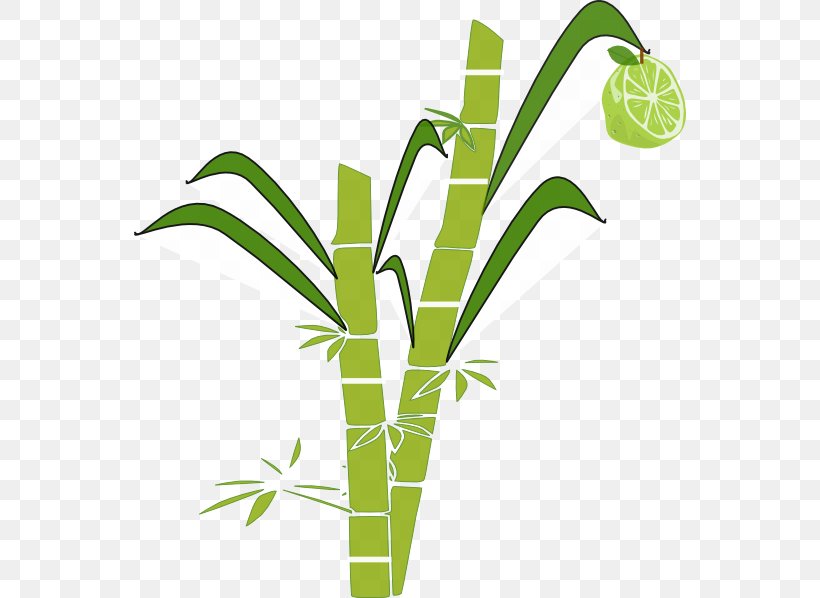 Pongal Sugarcane Clip Art, PNG, 552x598px, Pongal, Cane, Crop, Free Content, Grass Download Free