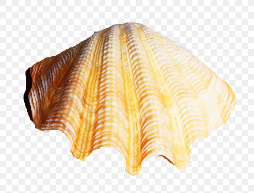Seashell Conch Download, PNG, 960x732px, Seashell, Clams Oysters Mussels And Scallops, Cockle, Conch, Conchology Download Free