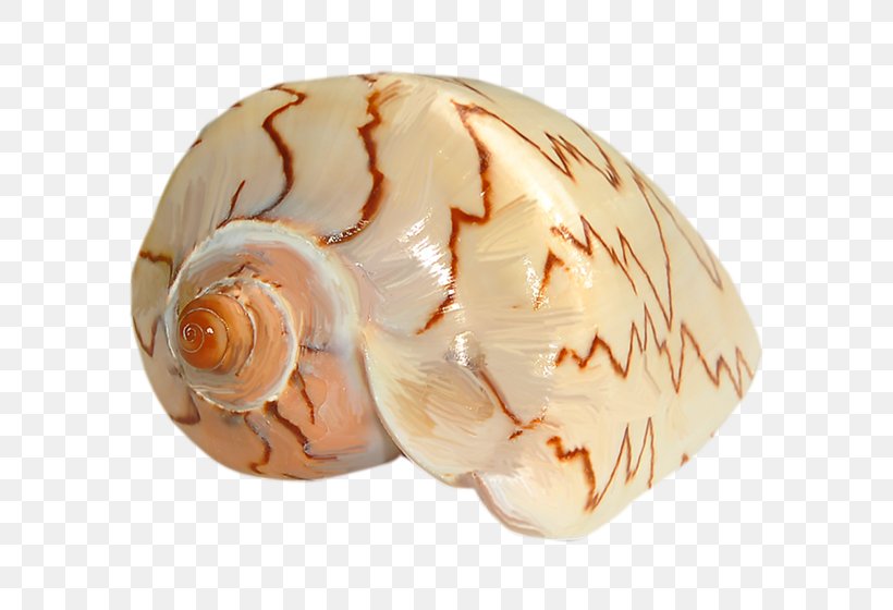 Snail Oyster Clam Mussel Conchology, PNG, 800x560px, Snail, Clam, Clams Oysters Mussels And Scallops, Conch, Conchology Download Free