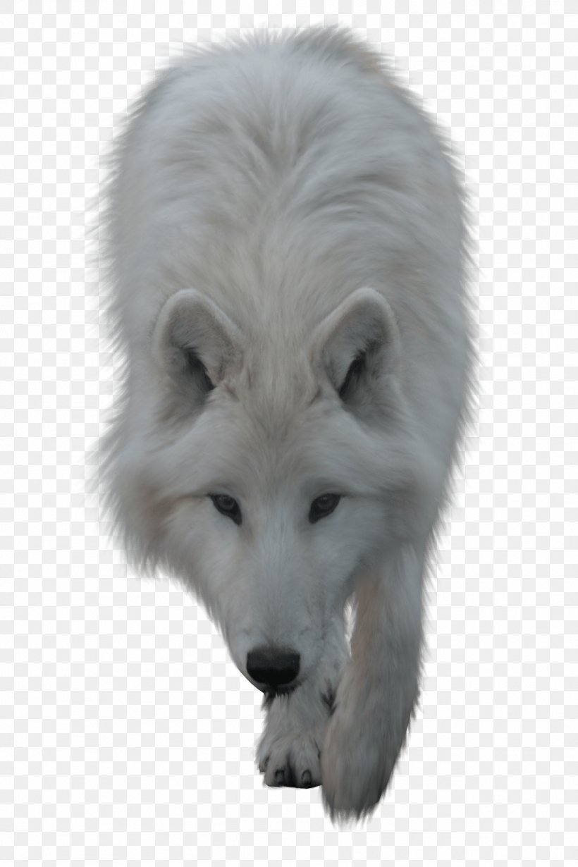 Arctic Wolf Clip Art, PNG, 1296x1944px, Arctic Wolf, Animal, Arctic Fox, Canis Lupus Tundrarum, Carnivoran Download Free