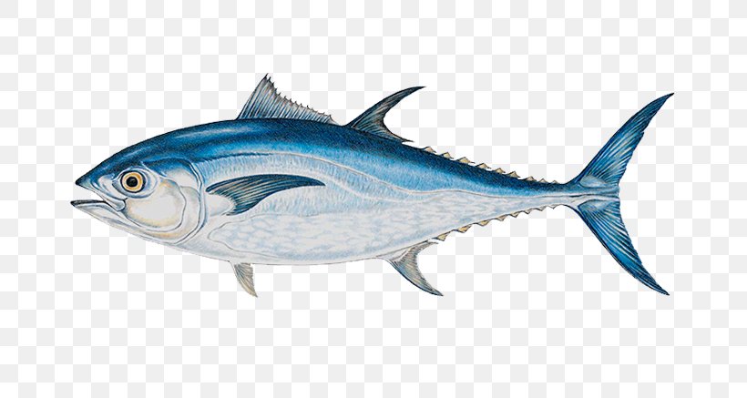 Atlantic Bluefin Tuna Yellowfin Tuna Big-game Fishing, PNG, 674x437px ...