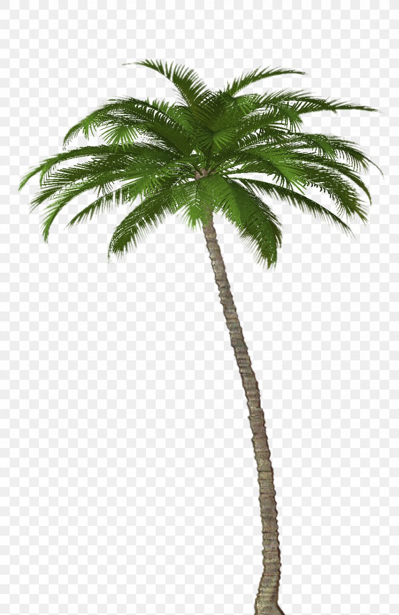 Attalea Speciosa Asian Palmyra Palm Arecaceae Tree, PNG, 872x1344px ...