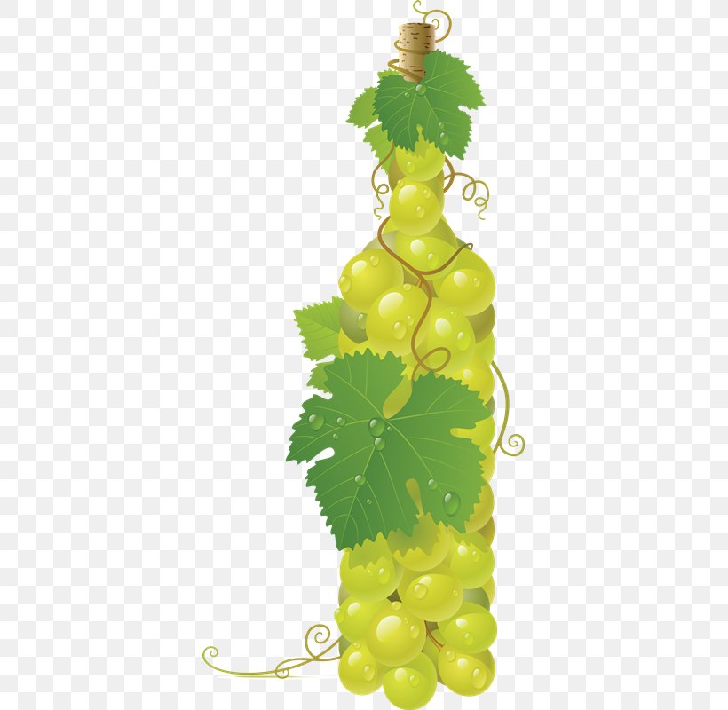 Common Grape Vine Wine Juice, PNG, 363x800px, Common Grape Vine, Flowering Plant, Food, Fruit, Grape Download Free