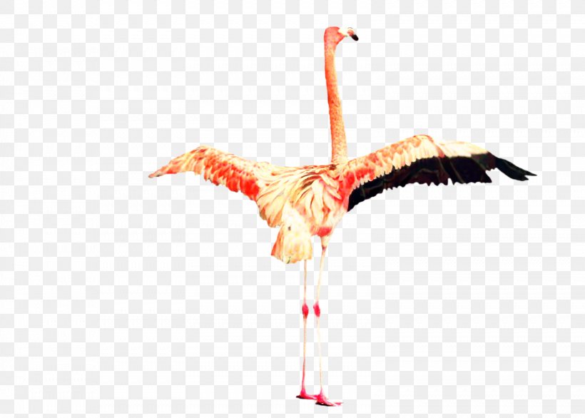 Crane Beak Bird Stork Feather, PNG, 1599x1144px, Crane, Beak, Bird, Ciconiiformes, Cranelike Bird Download Free