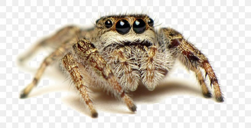 European Garden Spider Jumping Spider Wolf Spider Peacock Spider, PNG, 1074x548px, European Garden Spider, Animal, Arachnid, Araneus, Arthropod Download Free