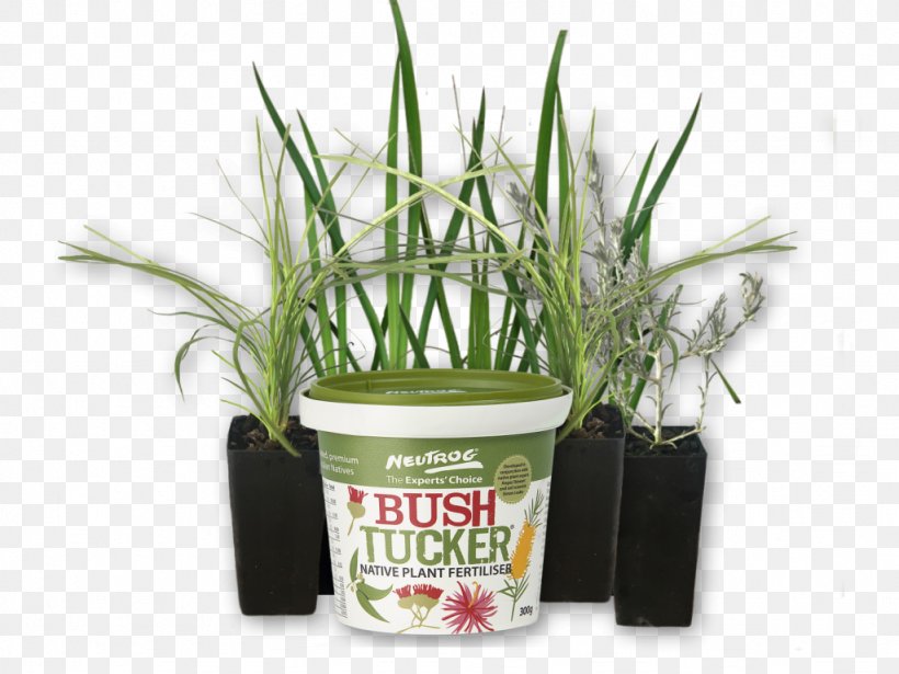 Flowerpot Grasses Herb, PNG, 1024x768px, Flowerpot, Grass, Grass Family, Grasses, Herb Download Free