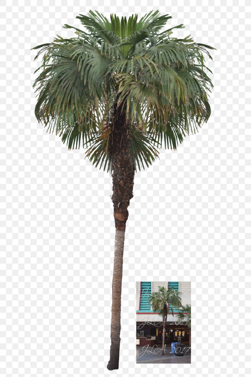 Asian Palmyra Palm Attalea Speciosa Arecaceae Date Palm, PNG, 650x1230px, Asian Palmyra Palm, Areca Nut, Areca Palm, Arecaceae, Arecales Download Free