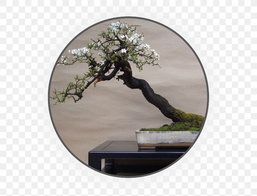 Chinese Sweet Plum Blackthorn Plum Blossom Bonsai 盆景艺术, PNG, 624x624px, Chinese Sweet Plum, Blackthorn, Bonsai, Flowerpot, Garden Download Free