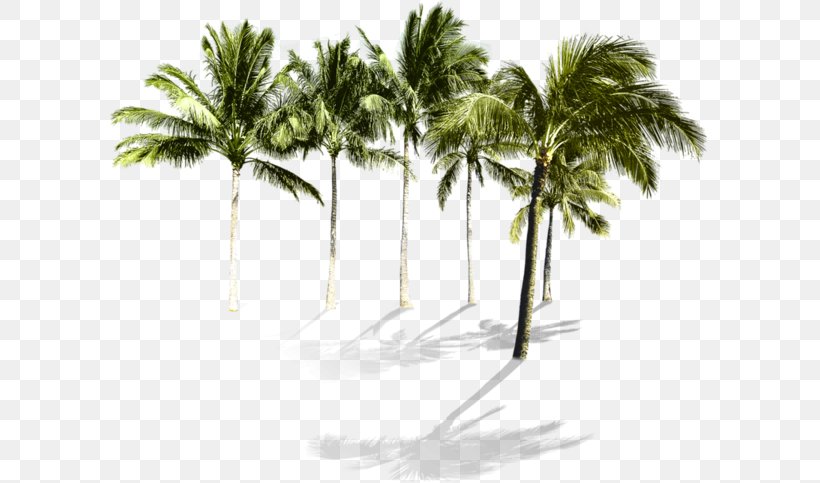 Coconut Grove Arecaceae Hotel, PNG, 600x483px, Coconut, Arecaceae, Arecales, Beach, Borassus Flabellifer Download Free