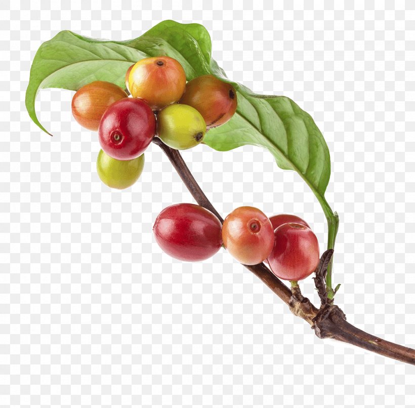 Kona Coffee Coffee Bean Arabica Coffee Brewed Coffee, PNG, 1000x984px, Coffee, Arabica Coffee, Baking, Bean, Berry Download Free