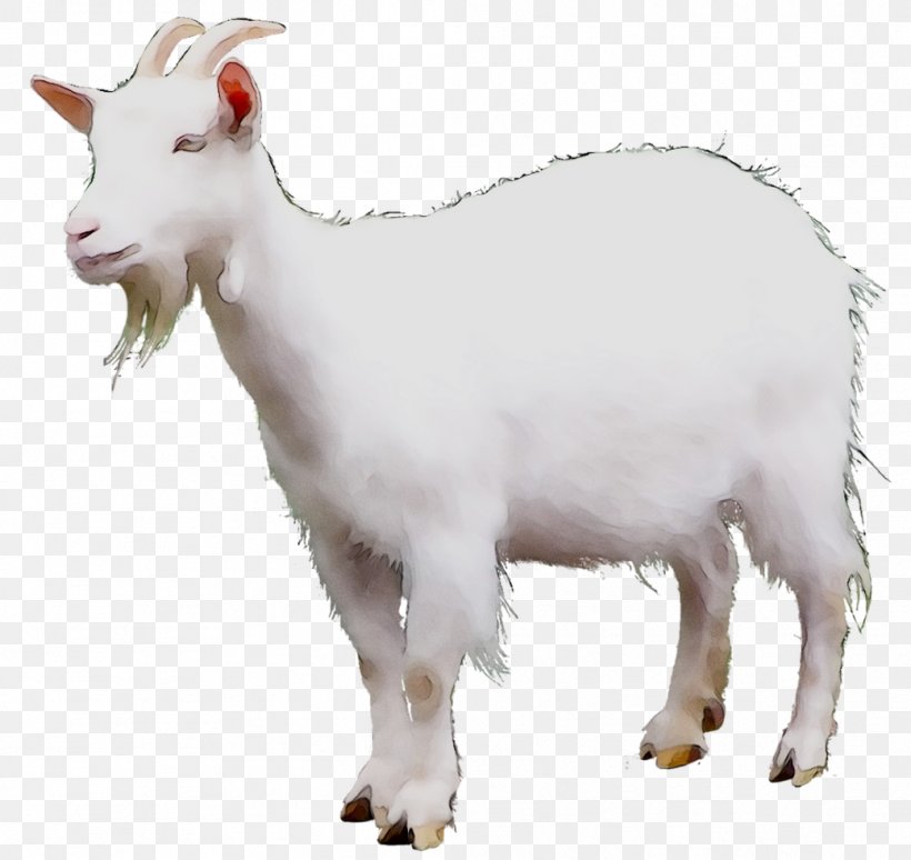 Mountain Goat Sheep Cattle Terrestrial Animal, PNG, 1039x981px, Goat ...
